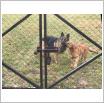 Galeria zdjęć: szczeniaki owczarki niemieckie. Link otwiera powiększoną wersję zdjęcia.