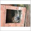 Galeria zdjęć: szczeniaki owczarki niemieckie. Link otwiera powiększoną wersję zdjęcia.