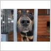Galeria zdjęć: niewidomy pies. Link otwiera powiększoną wersję zdjęcia.
