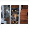 Galeria zdjęć: niewidomy pies. Link otwiera powiększoną wersję zdjęcia.