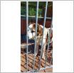Galeria zdjęć: Dziś w Białym Borze znaleziono psa!. Link otwiera powiększoną wersję zdjęcia.