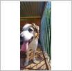 Galeria zdjęć: Dziś w Białym Borze znaleziono psa!. Link otwiera powiększoną wersję zdjęcia.